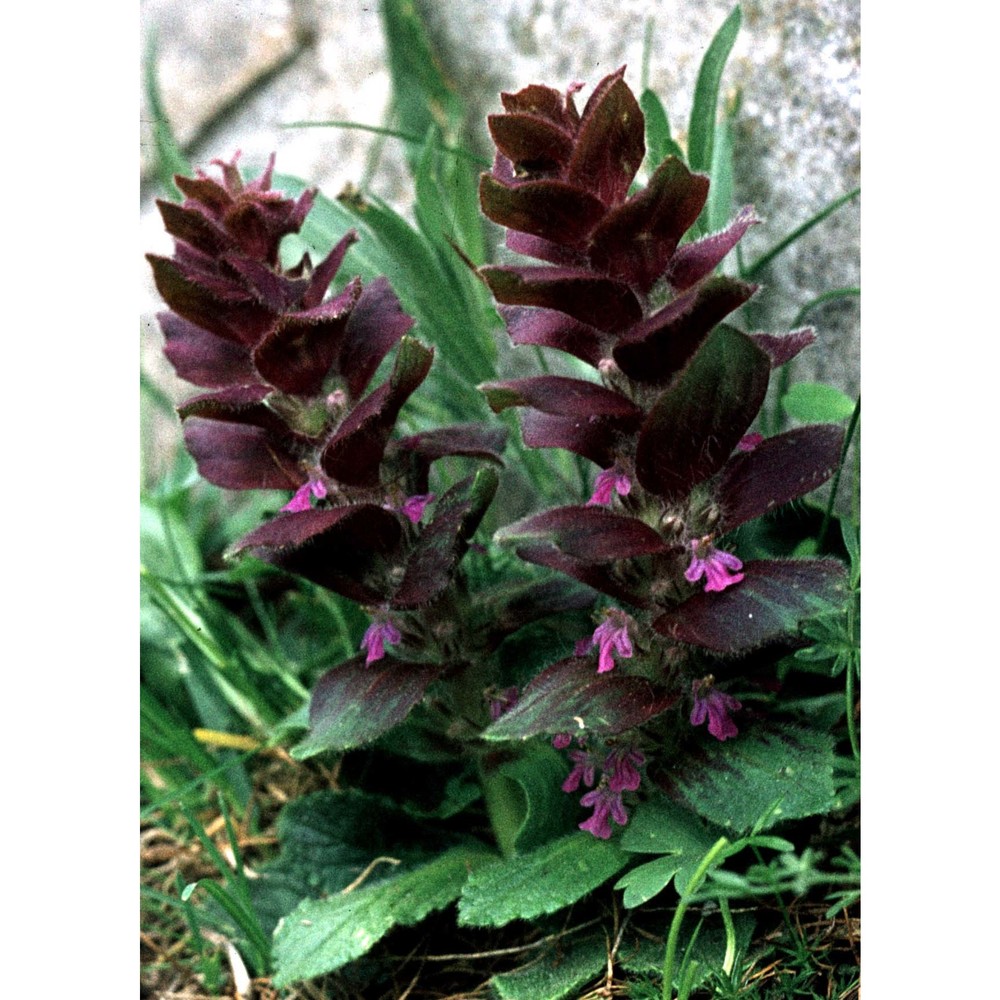 ajuga pyramidalis l.