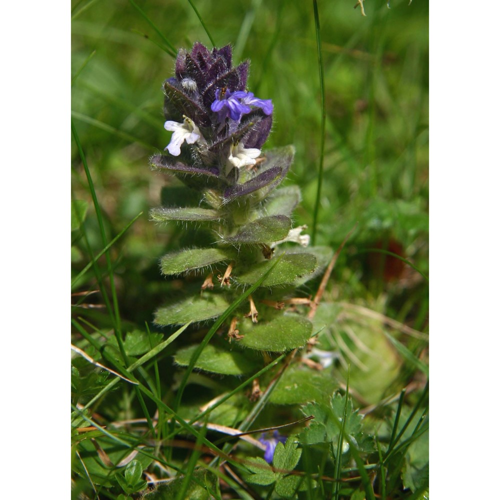 ajuga pyramidalis l.