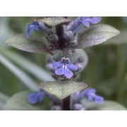 ajuga reptans l.