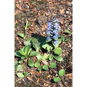 ajuga reptans l.