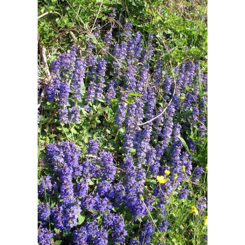 ajuga reptans l.