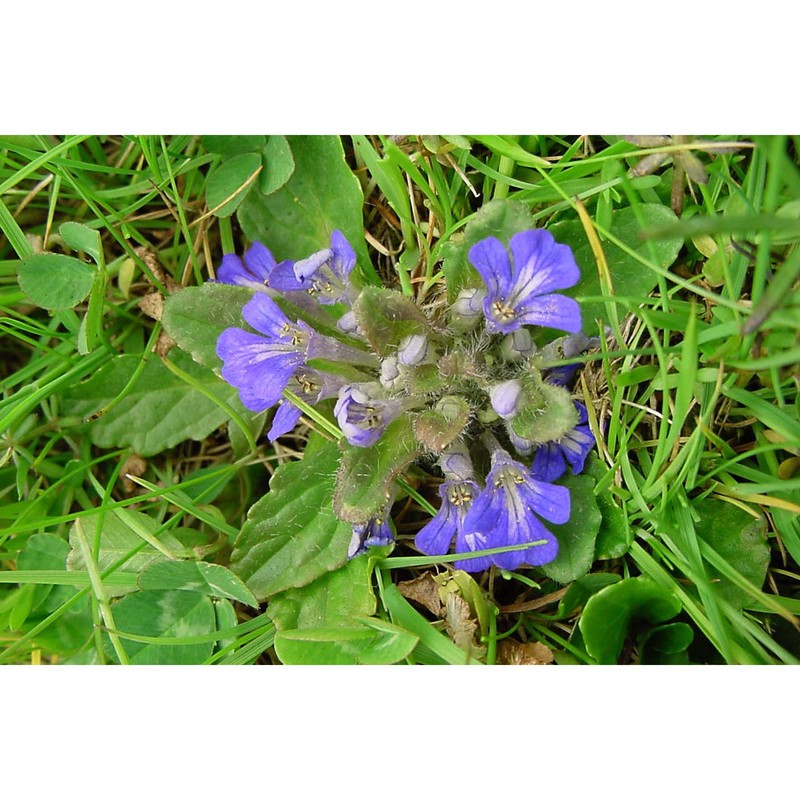 ajuga tenorei c. presl