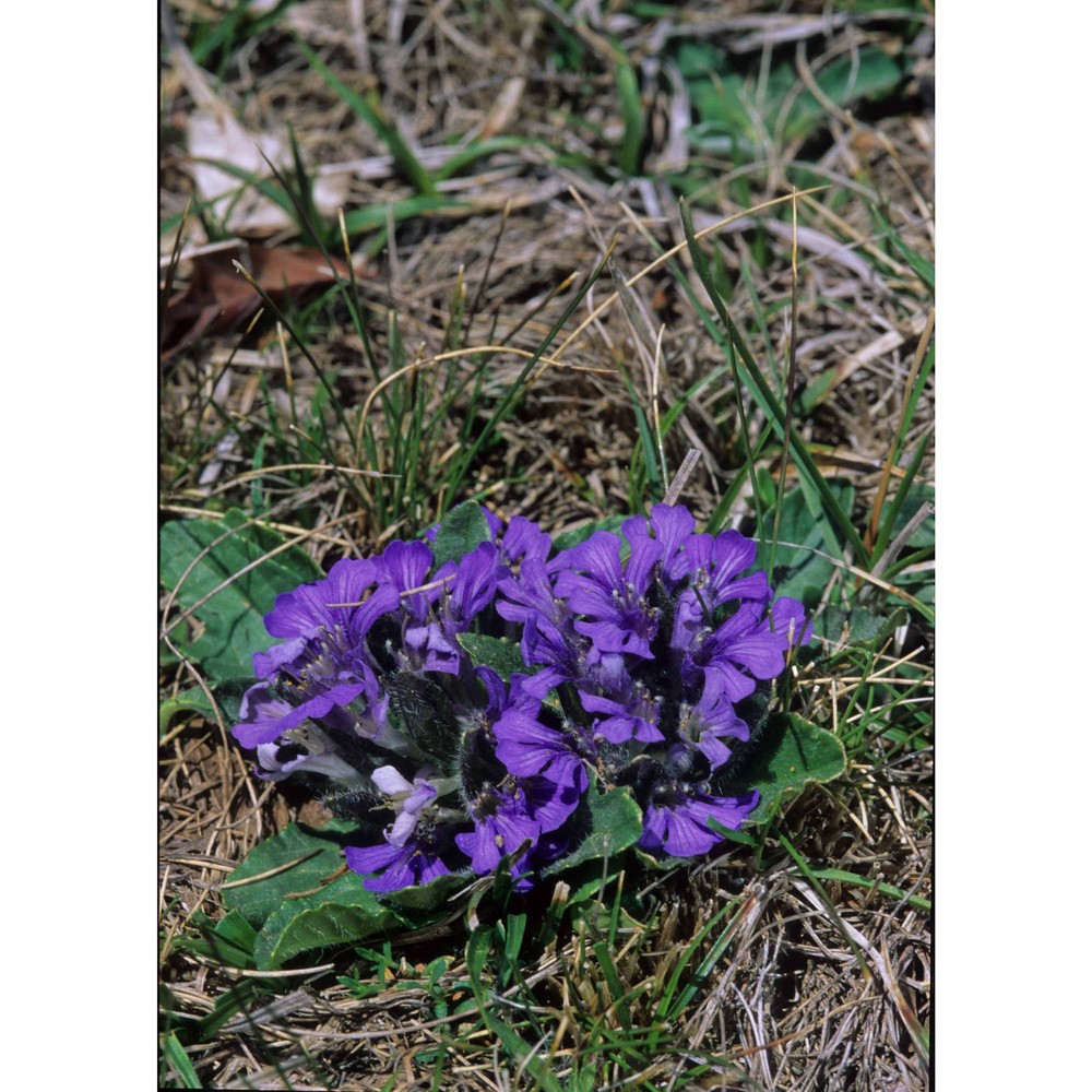 ajuga tenorei c. presl