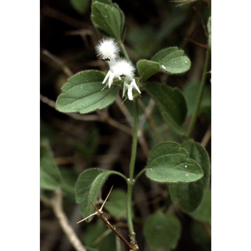 ballota frutescens (l.) j. woods