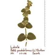 ballota pseudodictamnus (l.) benth.