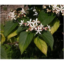 clerodendrum trichotomum thunb.