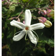 clerodendrum trichotomum thunb.