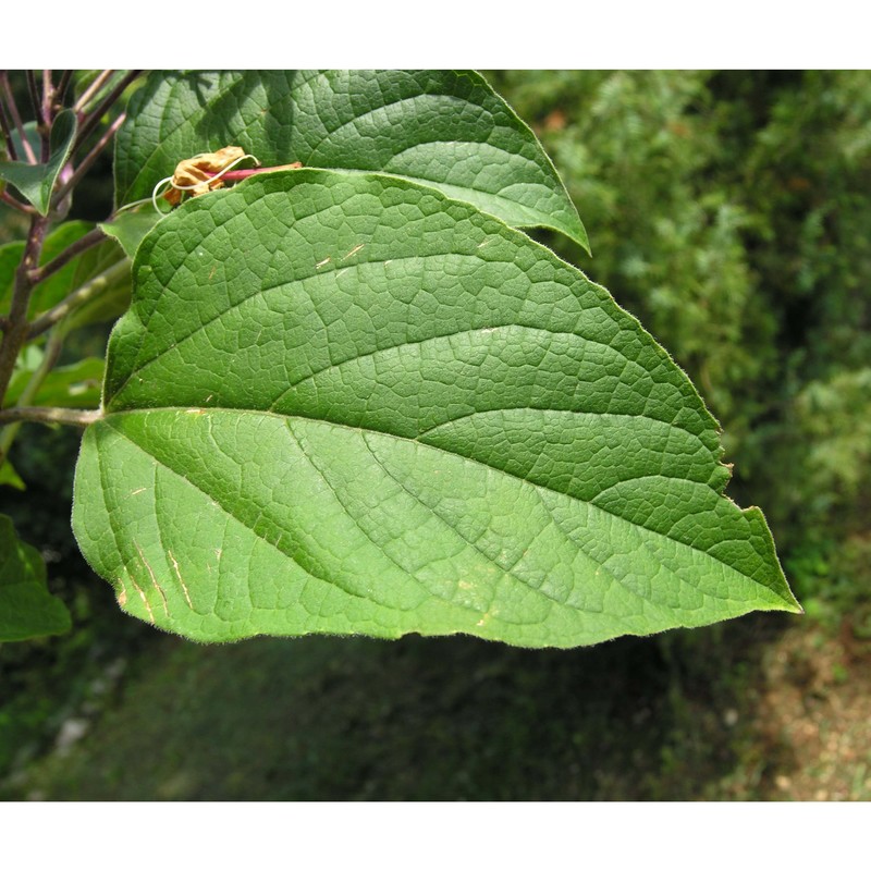 clerodendrum trichotomum thunb.