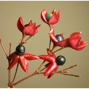 clerodendrum trichotomum thunb.