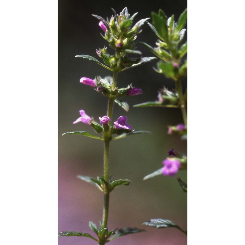 clinopodium acinos (l.) kuntze