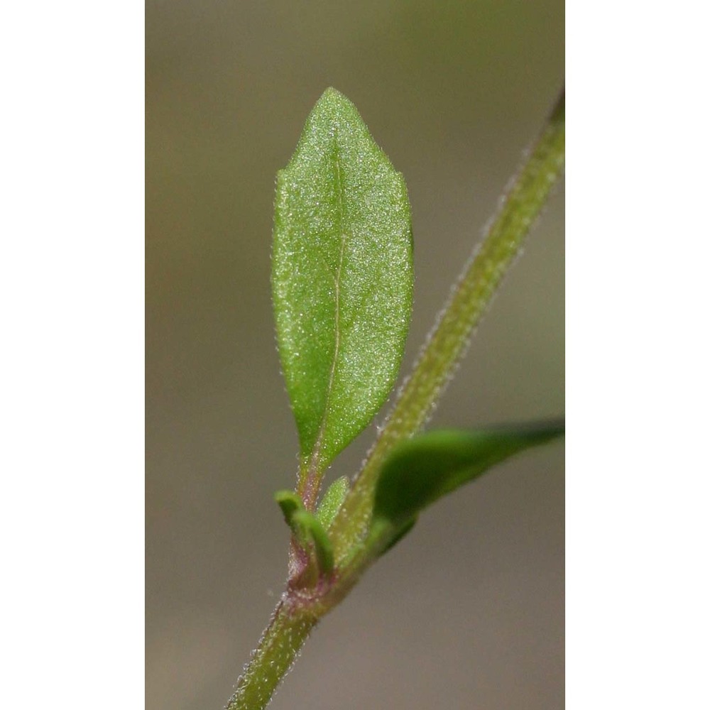 clinopodium acinos (l.) kuntze