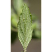 clinopodium acinos (l.) kuntze