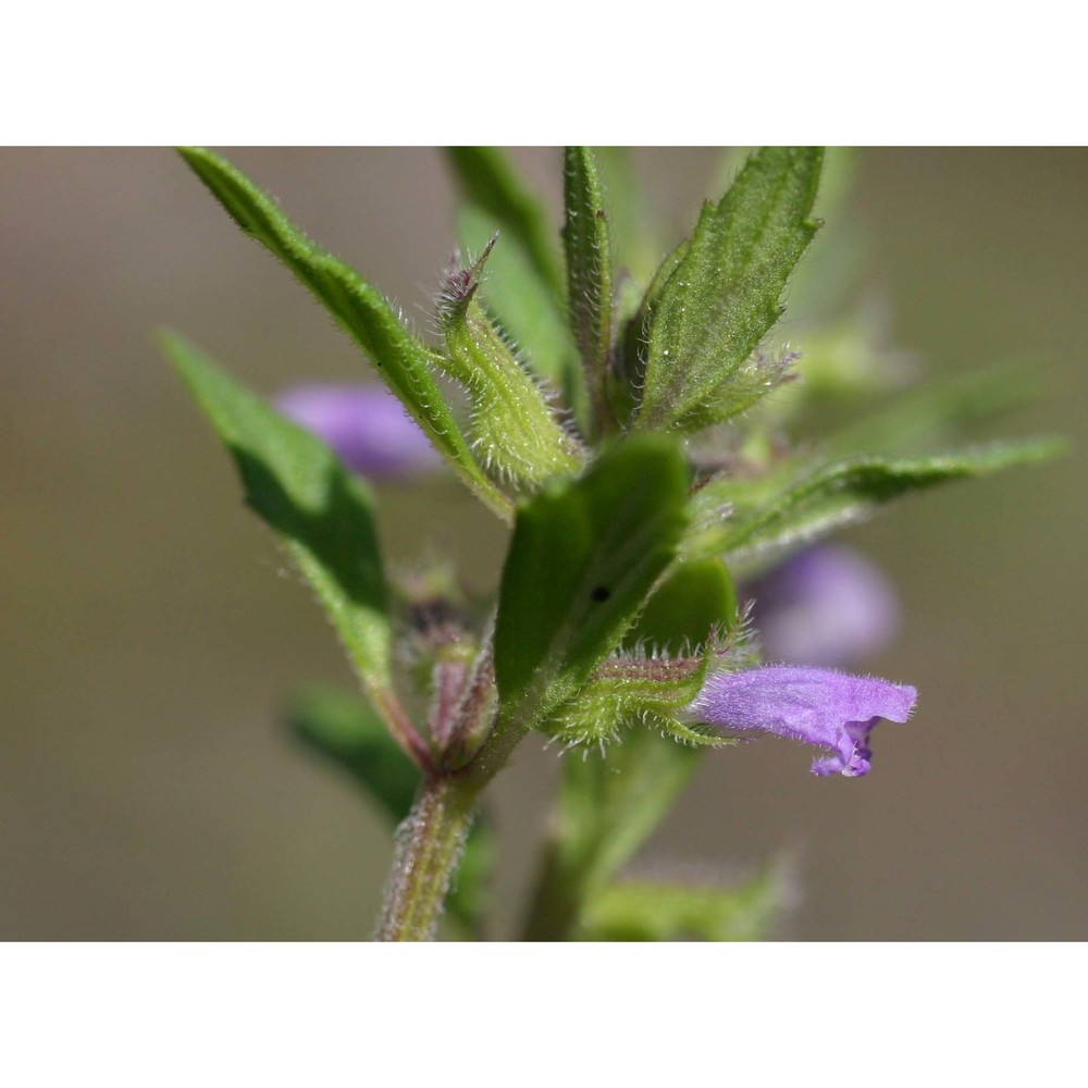 clinopodium acinos (l.) kuntze