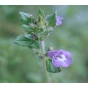 clinopodium alpinum (l.) kuntze