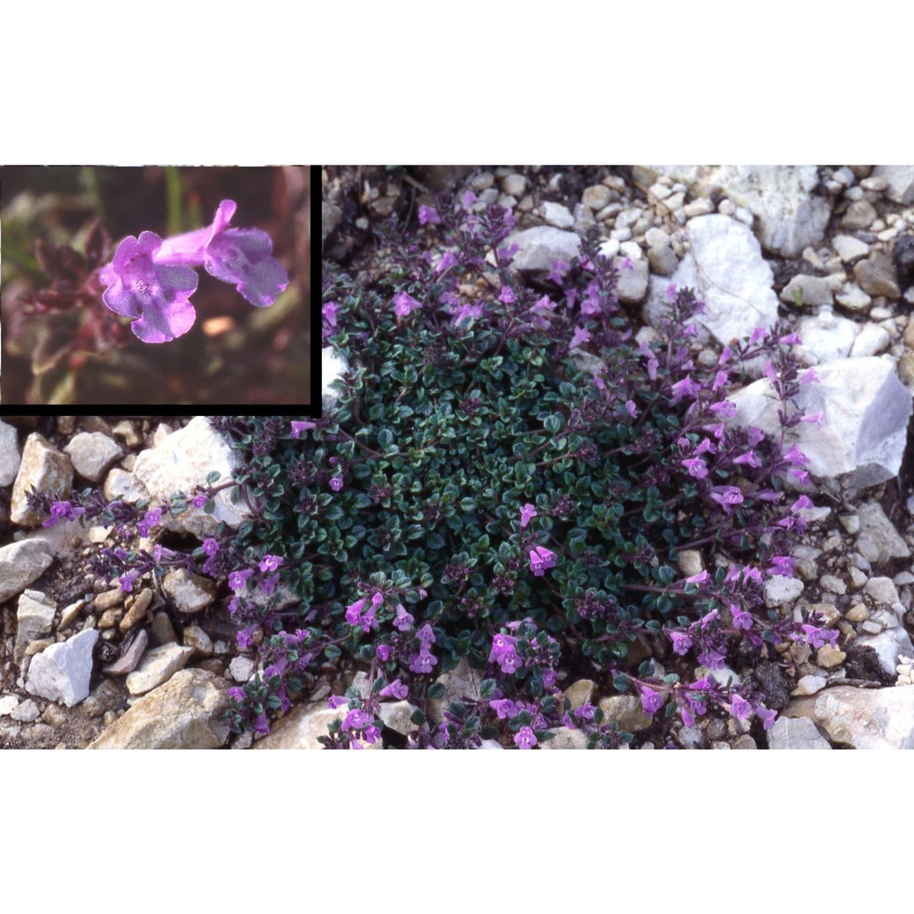 clinopodium alpinum (l.) kuntze