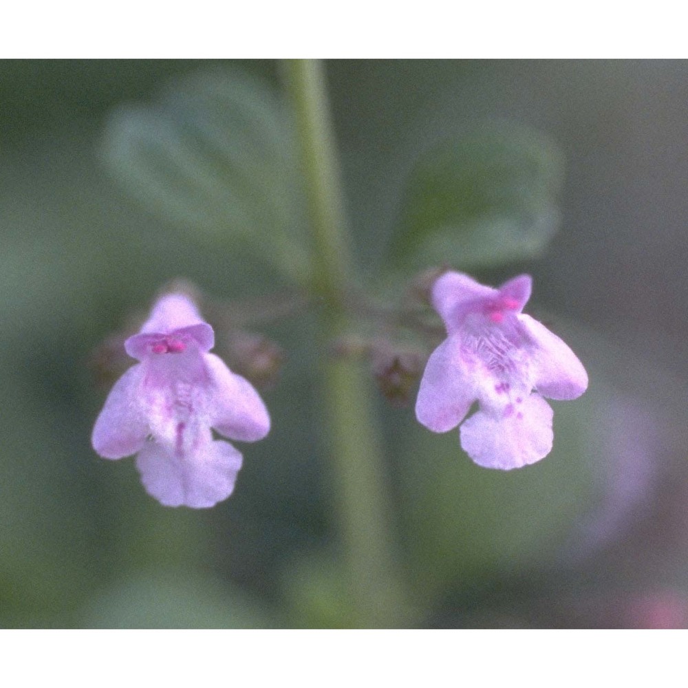 clinopodium ascendens samp.