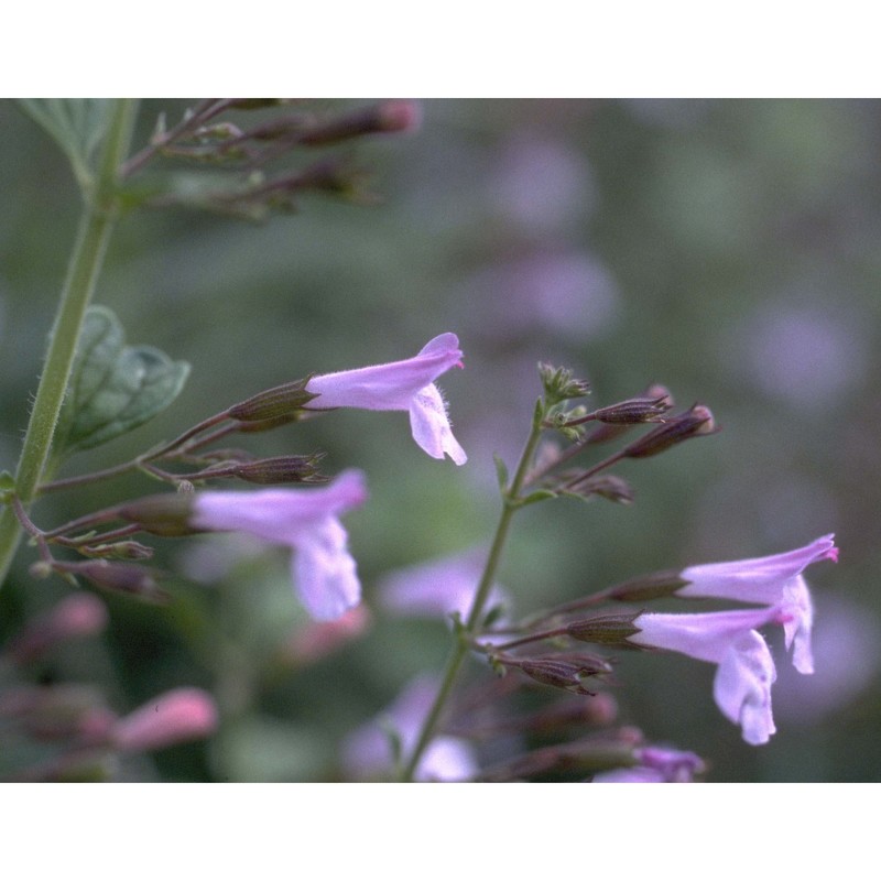 clinopodium ascendens samp.