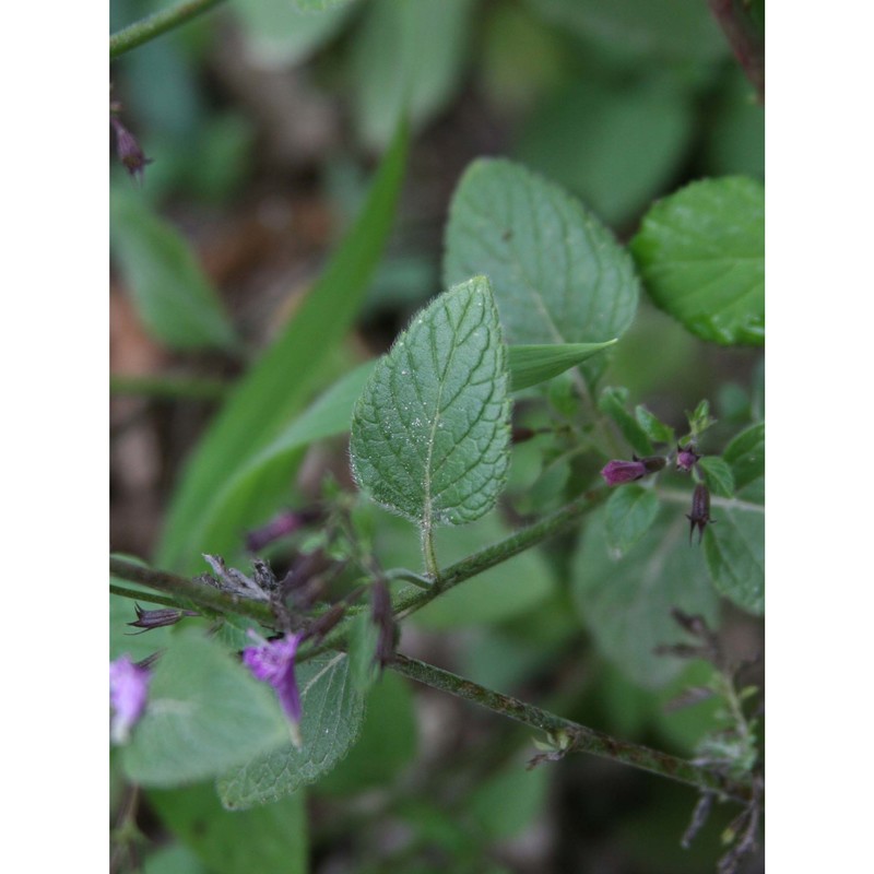 clinopodium ascendens samp.