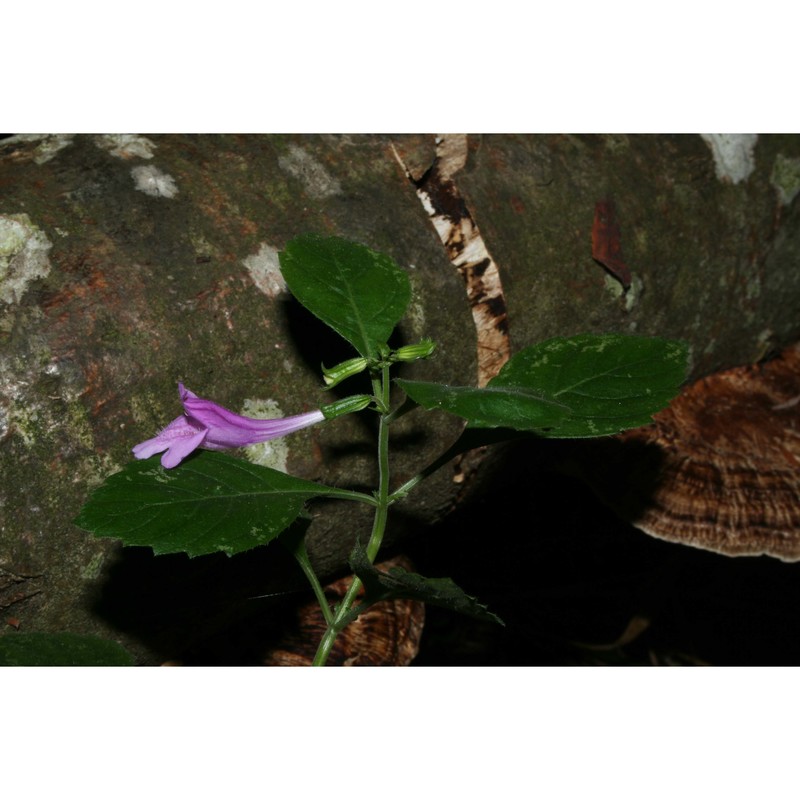 clinopodium grandiflorum (l.) kuntze