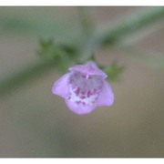 clinopodium menthifolium (host) stace