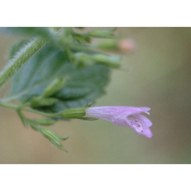 clinopodium menthifolium (host) stace