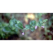 clinopodium menthifolium (host) stace