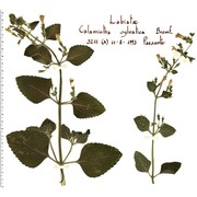 clinopodium menthifolium (host) stace