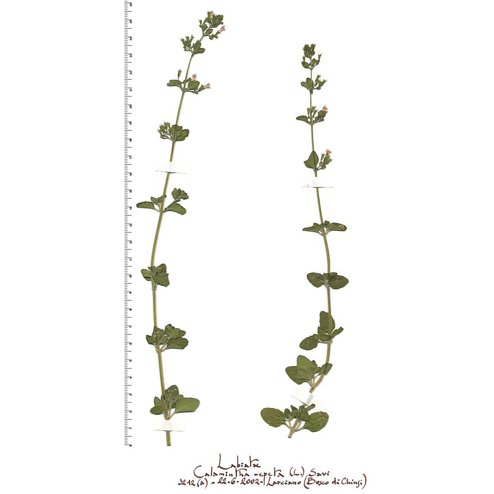 clinopodium nepeta (l.) kuntze