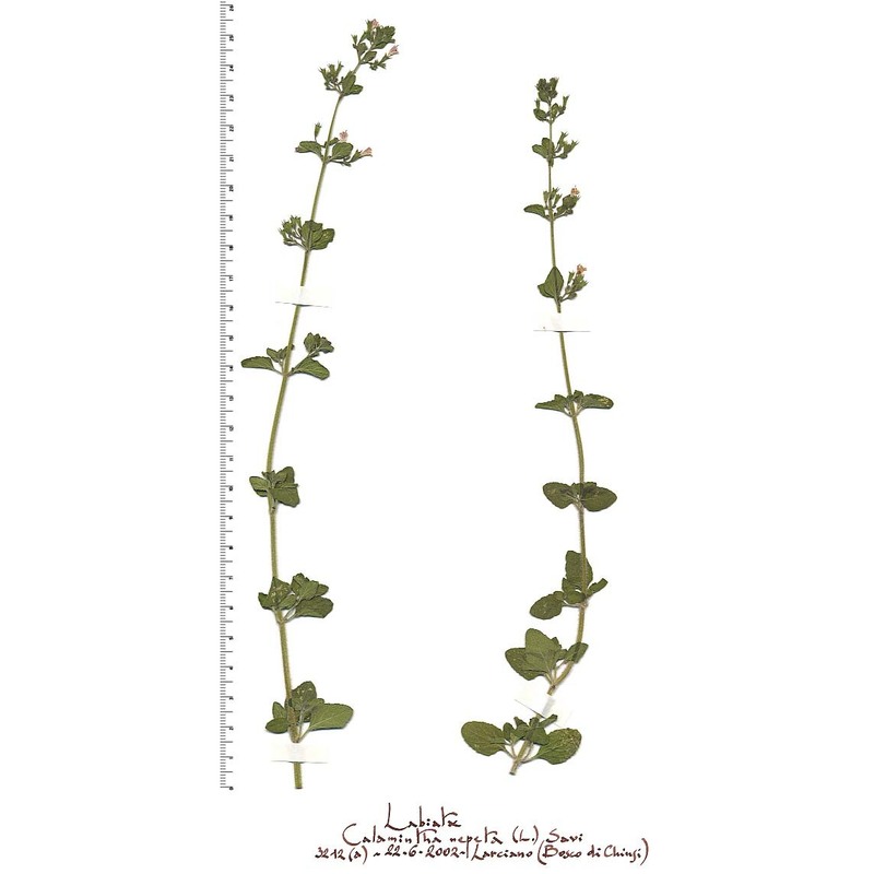 clinopodium nepeta (l.) kuntze