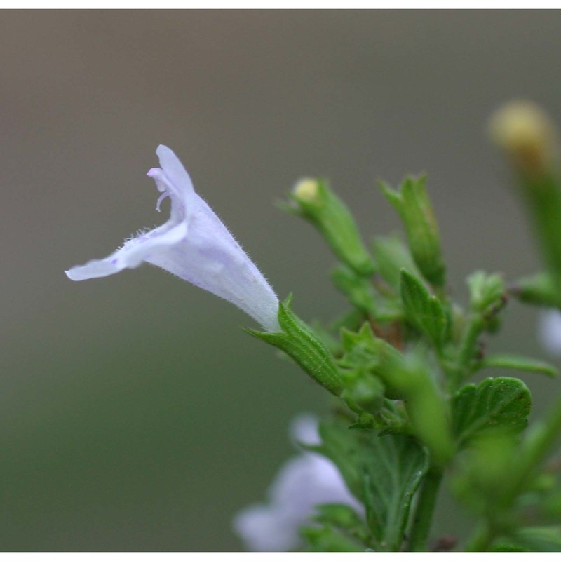 clinopodium nepeta (l.) kuntze