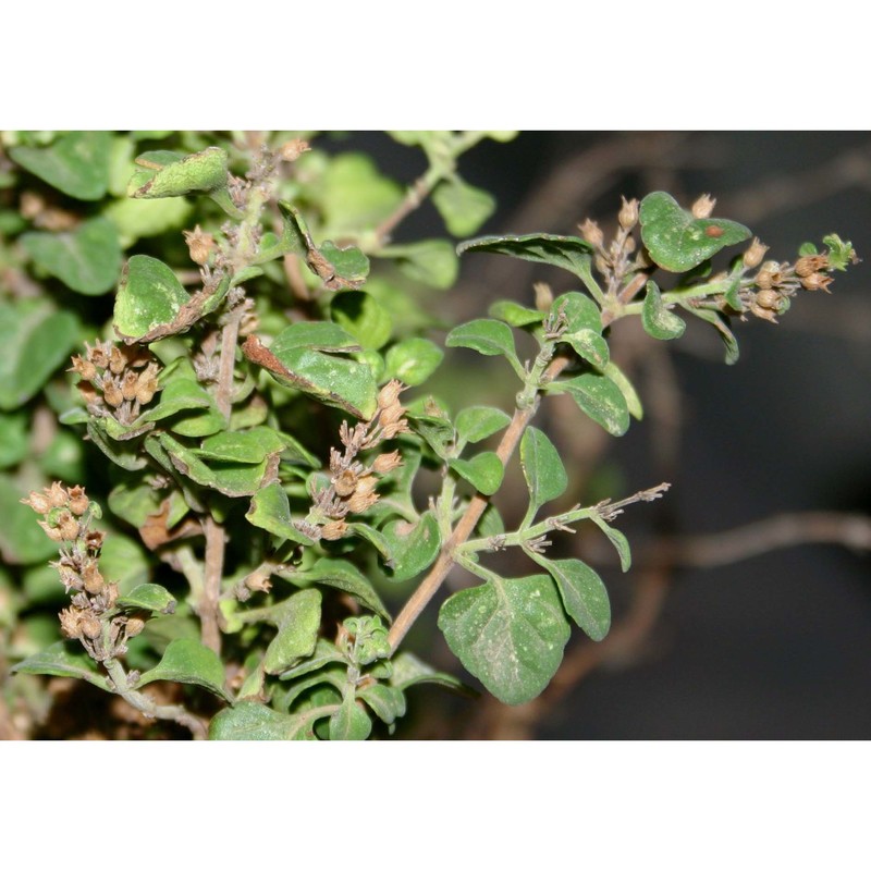 clinopodium sandalioticum (bacch. et brullo) bacch. et brullo