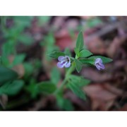 clinopodium sardoum (asch. et levier) peruzzi et f. conti