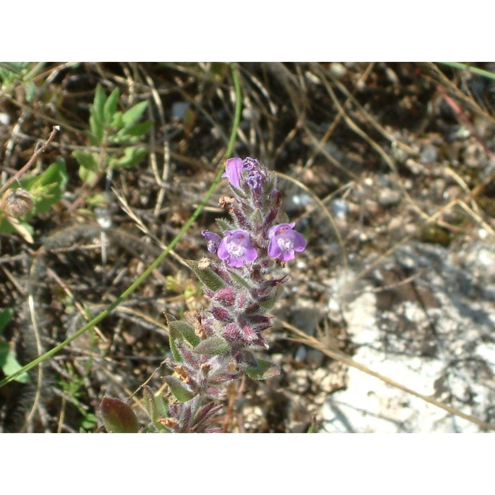 clinopodium suaveolens (sm.) kuntze