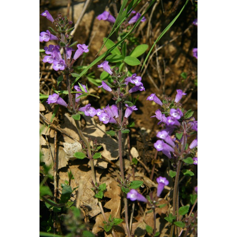 clinopodium suaveolens (sm.) kuntze