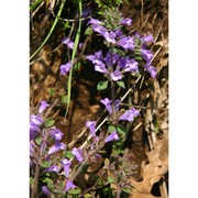 clinopodium suaveolens (sm.) kuntze