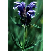 dracocephalum ruyschiana l.