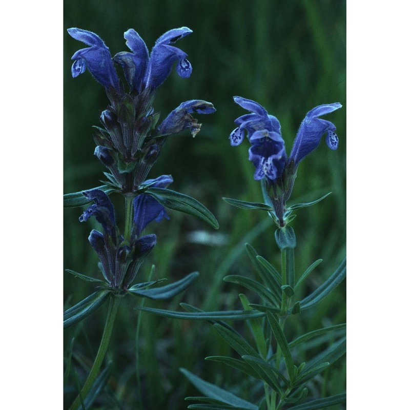 dracocephalum ruyschiana l.