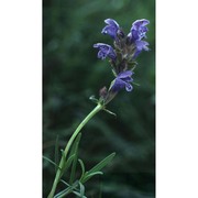 dracocephalum ruyschiana l.