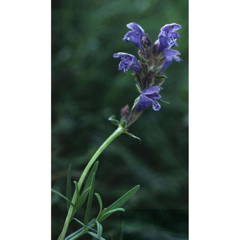 dracocephalum ruyschiana l.