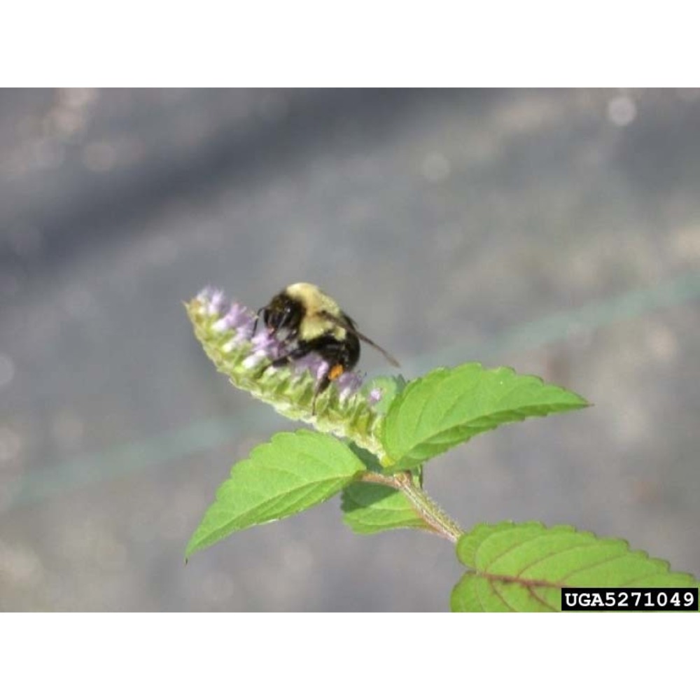 elsholtzia ciliata (thunb.) hyl.