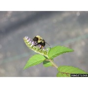 elsholtzia ciliata (thunb.) hyl.