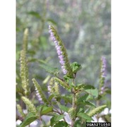 elsholtzia ciliata (thunb.) hyl.