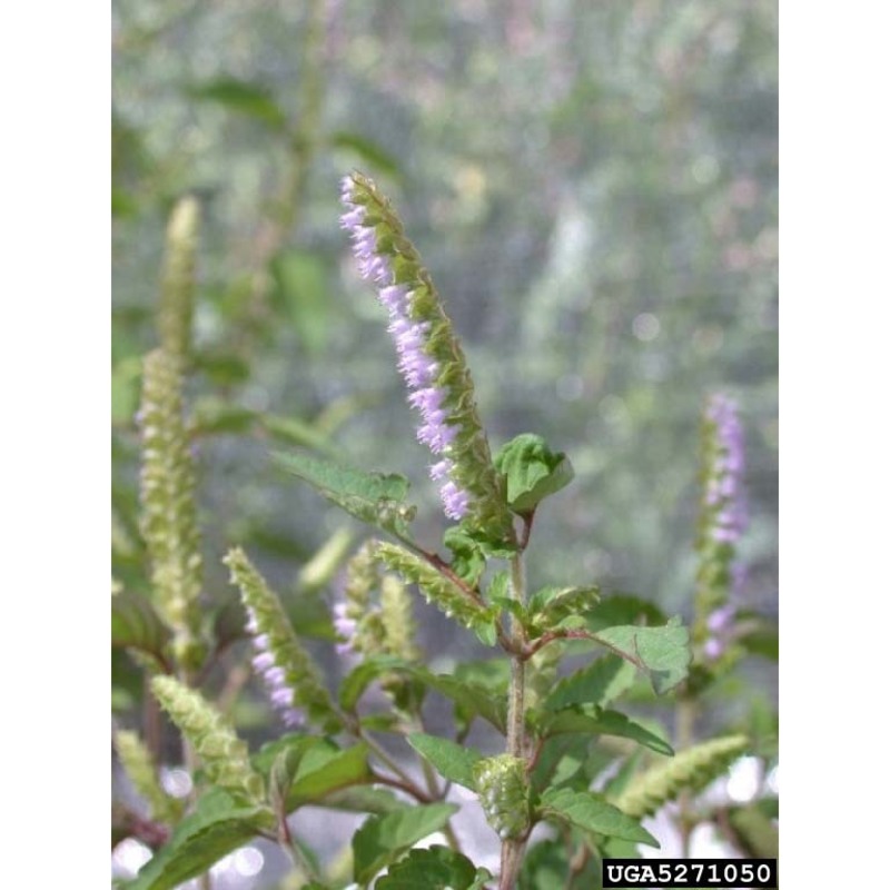 elsholtzia ciliata (thunb.) hyl.