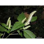 elsholtzia ciliata (thunb.) hyl.
