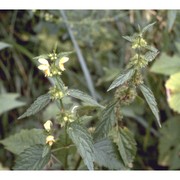 galeobdolon flavidum (f. herm.) holub