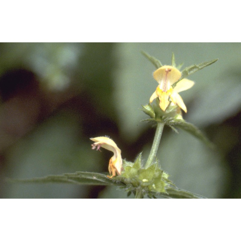 galeobdolon flavidum (f. herm.) holub