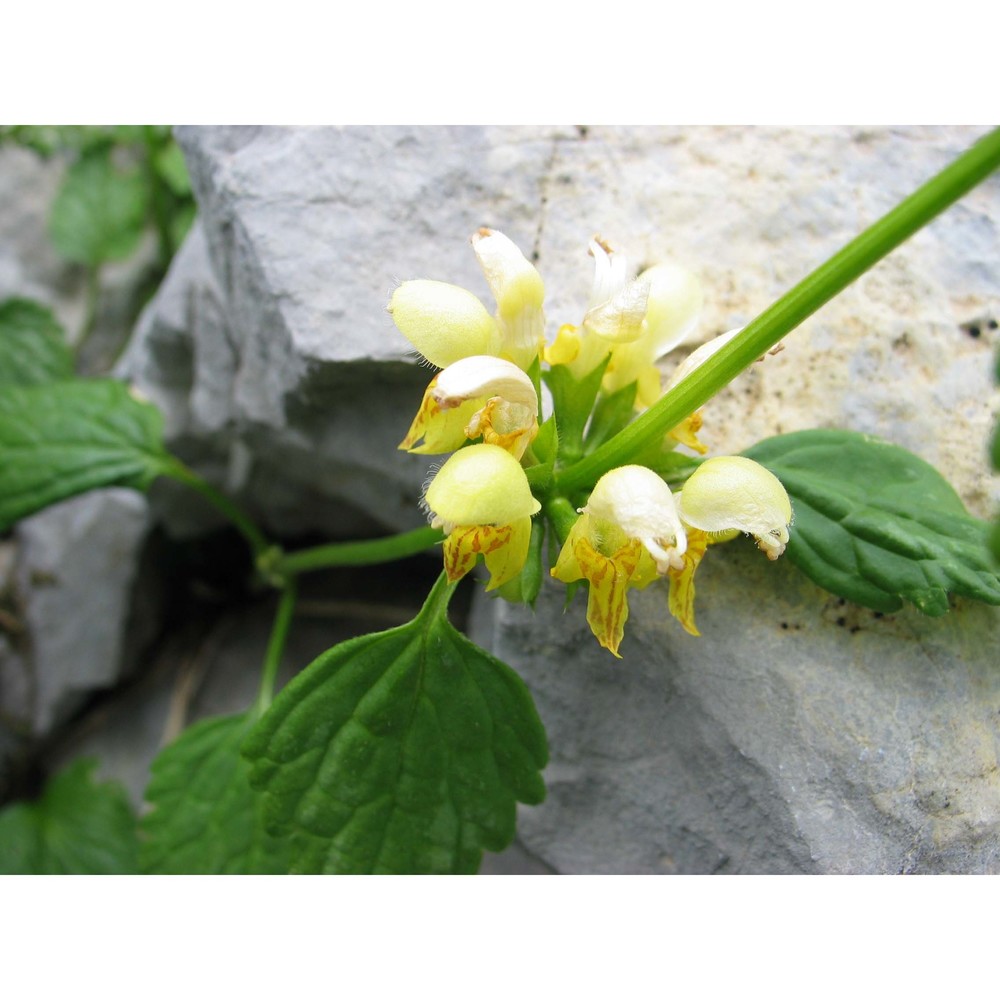 galeobdolon montanum (pers.) rchb.