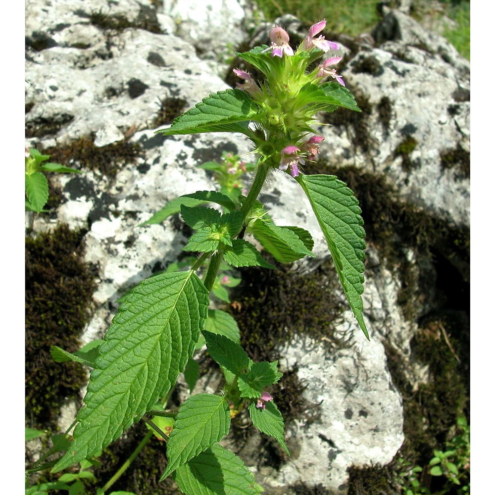 galeopsis bifida boenn.