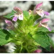 galeopsis bifida boenn.