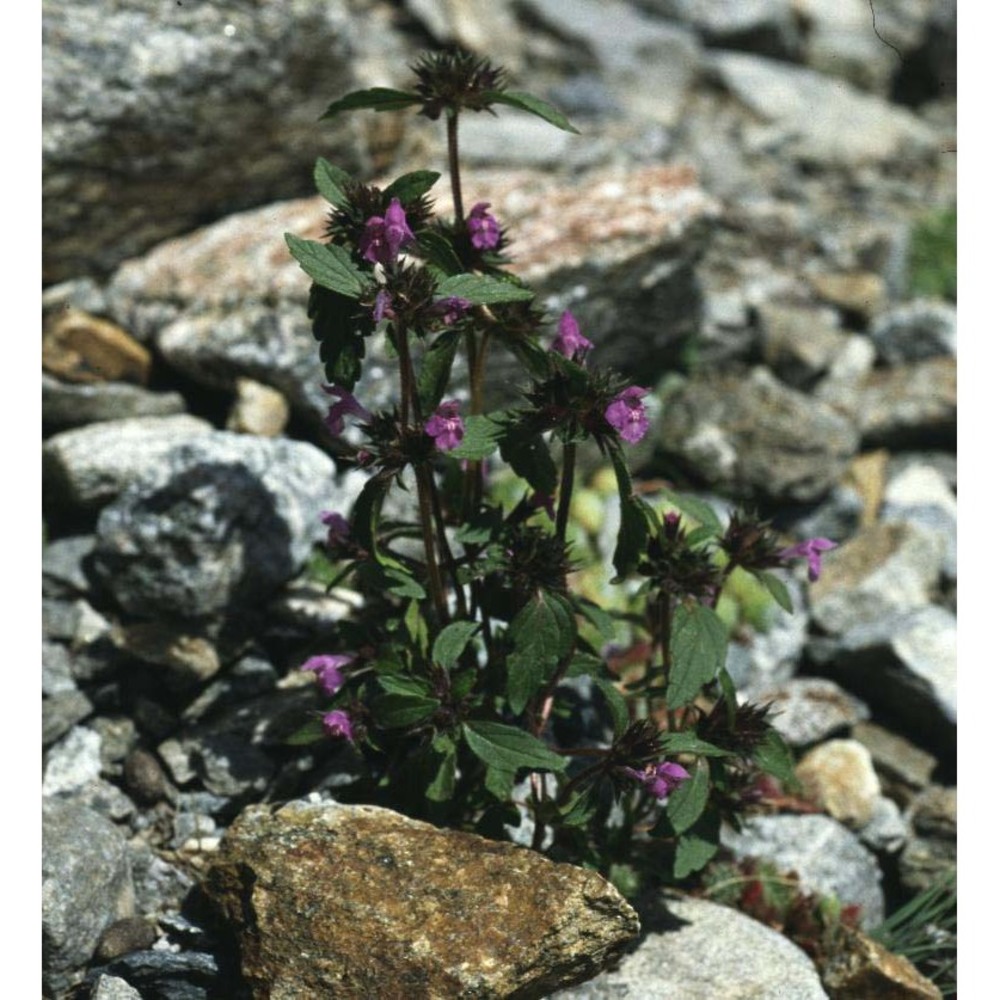 galeopsis ladanum l.